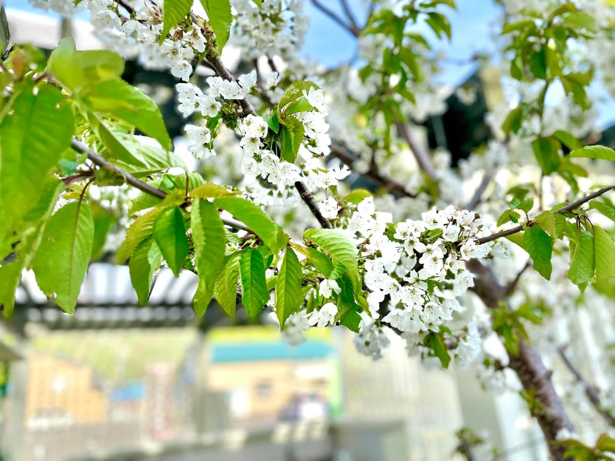فندق Shinsei Shakotan المظهر الخارجي الصورة